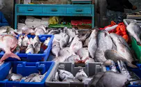 בגלל הזיהום: איסור לשווק דגים טריים