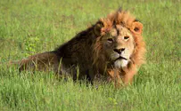 תיעוד מזעזע: אריה תקף אדם ופצע אותו