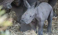 Ramat Gan safari rhino gives birth