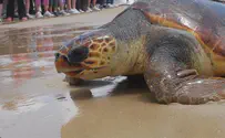 Policeman saves sea turtle drowning in trash