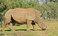 Israeli safari welcomes white rhino baby boy