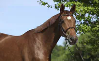Jewish equestrian champion killed in riding accident