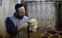 Netherlands’ only kosher slaughterhouse facing closure 