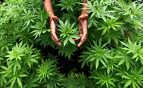 'It is permissible to smoke medical marijuana on Shabbat'