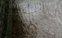 Rare ancient engraving of Menorah found in Judean hills