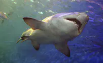 Man killed in shark attack near Broome, Australia