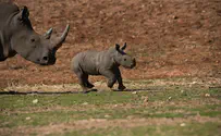 Rami the rhinoceros joins his herd in the field