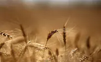 Acknowledging God: How does one connect to the light of Shavuot?