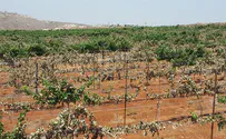 Arabs trash Jewish vineyard in Samaria