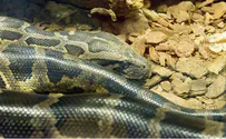 London: Woman wakes up to find python in her bed
