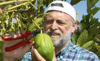 How a Chinese fruit became a Jewish symbol