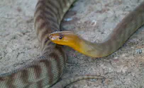 Watch: Snake removed from Western Wall