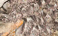 Baby bats learn language from peers: study