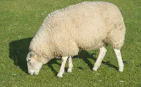 14 אלף כבשים טבעו מול חופי רומניה