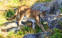 Man attacked by mountain lion kills it with his bare hands