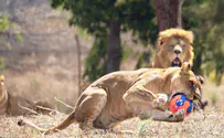 World Cup reaches zoo