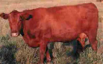 Exploring the mystery of the Red Heifer