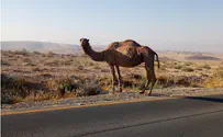 Caution! Killer camels