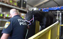 סוסי המשטרה החדשים הגיעו מהולנד
