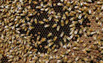 100 אלף דבורים בסלון