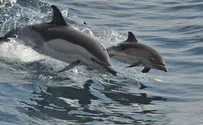 צפו: הדולפינים מעניקים ליווי צמוד