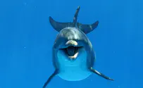 Dolphin spotted off coast in Eilat and sperm whale in Nahariya