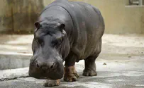 Oldest hippopotamus in captivity dies at Jerusalem zoo