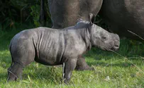 Baby rhino born in Ramat Gan safari
