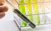 Study: Can cannabis help coronavirus patients?