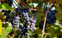 ﻿Shelach: The grape harvest