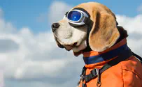 צפו: הכלב שהפך לטייס