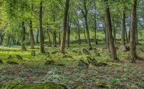 Children's graves defaced at Jewish cemetery in Germany