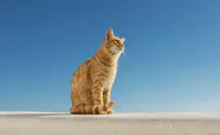 החתולה המפורסמת בעולם - מפתח תקווה
