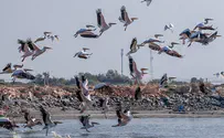 Watch: Thousands of pelicans over Hula Lake in northern Israel