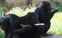 Excited chimps get matzah for Passover