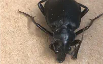 Black beetles conquer Israel