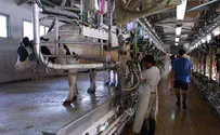 עוד סיוע ישראלי לרש"פ: הקמת משק חלב