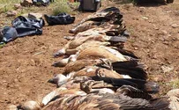 Arab suspected in poisoning of vultures in the Golan Heights