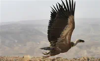 Nearly half of rare Golan vultures decimated by poisoning
