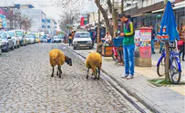 צפו: הכבשים שנרשמו לבית הספר