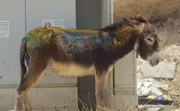 Swastika found on donkey in southern Israel