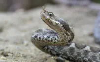  11-yr. old bitten by snake in critical condition