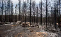 תיעוד: יער בן שמן השרוף