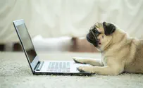 מדהים: הכלבים שעושים קניות באינטרנט