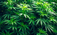 Marijuana plants seized from Argentine synagogue’s courtyard
