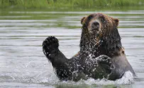חיה פוליטית: הביא דוב לעצרת בחירות