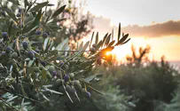 Rochester community to develop olive grove in Lower Galilee