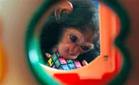 מתה השימפנזה החכמה ביותר בעולם