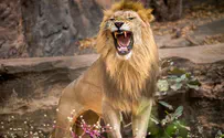 תיעוד: מתגרה באריה וכמעט שילמה בחייה