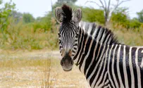  The scientists that turned a cow into a zebra